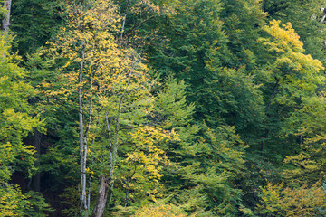 Fototapeta premium Hyrcania Forest, Mazandaran, Iran