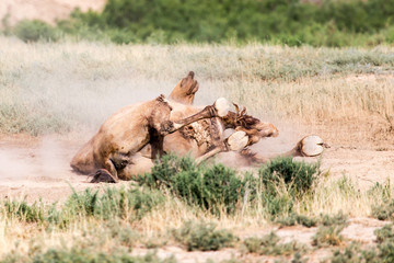 Fototapeta na wymiar camels lie in the dust in nature