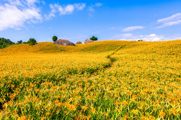 Sea of daylily flowers in Mountain