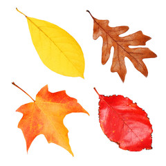Fall Leaves Collection isolated on white. Autumn