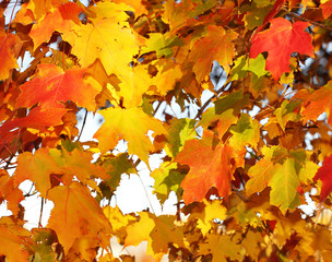 Autumn Maple Leaves. Outdoor. Fall Background