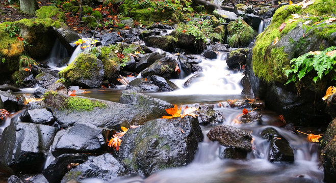 Autumn Stream