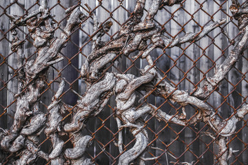 background of the branches in the metal lattice. dead branches of bushes in an old metal fence. texture, background
