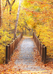 Fototapeta na wymiar Bridge in Autumn Park. Fall