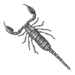 Scorpion hand drawn, isolated on white. Drawing sketch of the black scorpion. Halloween, folklore black magic attribute. Vector.