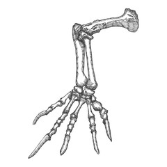 Stylized drawing lizard bones of the hand. Decorative drawn skeleton hand, animal hand, arm anatomy. Black drawing by hand. Witchcraft, voodoo magic attribute. Illustration for Halloween. Vector.