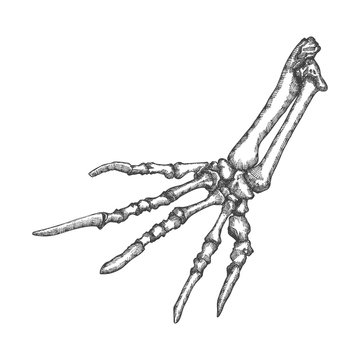 Stylized drawing lizard bones of the hand. Decorative drawn skeleton hand, animal hand, arm anatomy. Black drawing by hand. Witchcraft, voodoo magic attribute. Illustration for Halloween. Vector.