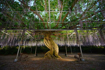 Fototapeta premium wisteria park