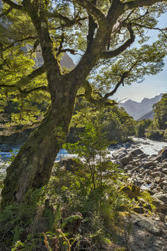 Big tree by creek on the way to Milford Sound, New Zealand