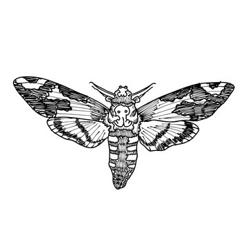 Death's head hawk moth. Hand drawing of hawkmoth. Trendy vintage element. Dark romance, magic, spirit, occultism, death, magic. Witchcraft magic, occult attribute decorative element.