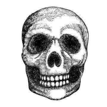 Hand drawing skull. Human skull sketch. Black and white illustration of skull with a lower jaw, hand drawn. Witchcraft magic, occult attribute decorative element. Death and mortality symbol. Vector.