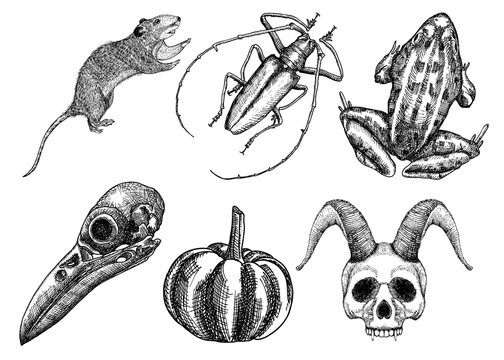 Set for Halloween. Set of witchcraft magic, occult attributes decorative elements. Human, demon with horns, bird skull, bug, beetle, insect, crow, rat, frog, pumpkin, garlic. Vector.