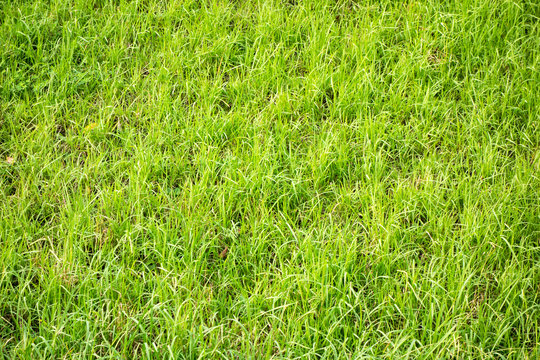 7 010 Best 草むら Images Stock Photos Vectors Adobe Stock
