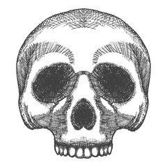 Hand drawing skull. Human skull sketch. Black and white illustration of skull, hand drawn. Witchcraft magic, occult voodoo attribute decorative element. Death and mortality symbol. Vector.