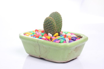 Cactus in a pot on a white background.