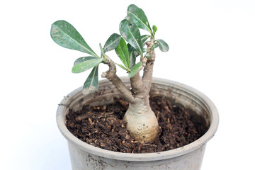 Trees in pots isolated on white background
