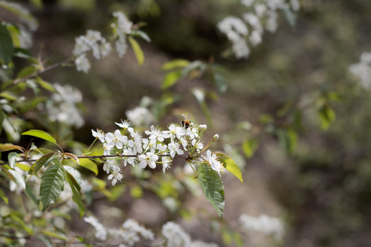 bumblebee pollinating white tree blossom