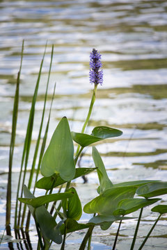 purple flower growing in a northern marsh