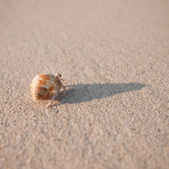 hermit crab with shadow on sand