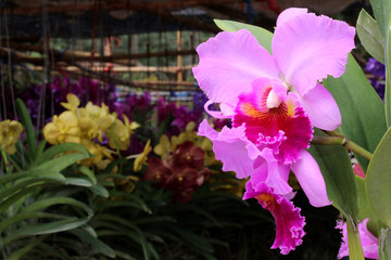 Beautiful purple orchid