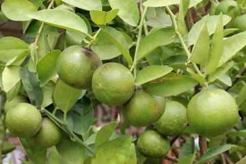 Lemon tree planted in the garden