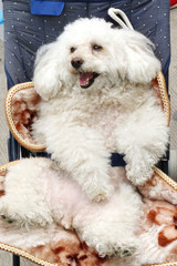 White dog lying in a stroller.