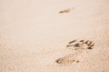 Fototapeta na wymiar right footprint on sand at beach, selective focus