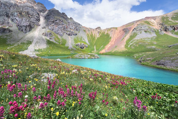 Island Lake and wildflower in San Juan Mountains near Silverton, Colorado - obrazy, fototapety, plakaty