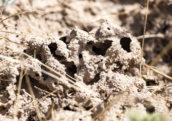 termite holes in the ground