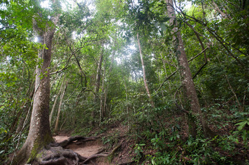 tropical rainforest,Khao Yai National Park Thailand (The World H