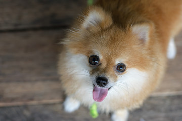 Obraz premium Pomeranian dog with wood background