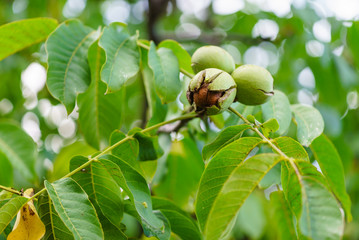 ripe walnut on tree