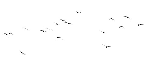 Fototapeta premium silhouette of a flock of birds on a white background