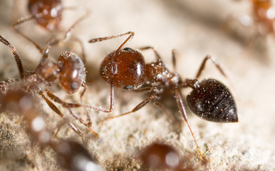 ant on the ground. macro