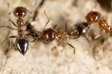 ant on the ground. macro