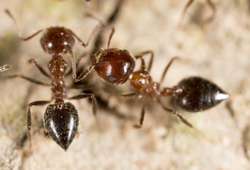 ant on the ground. macro