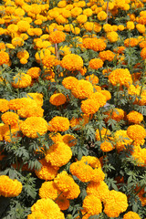 Marigolds