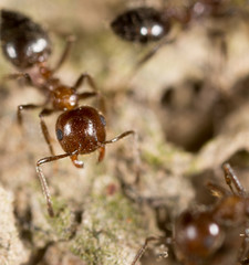 ant on the ground. macro