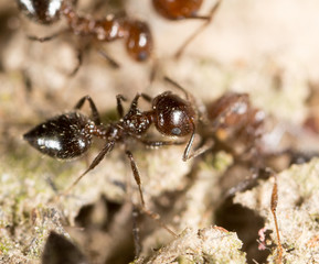 ant on the ground. macro