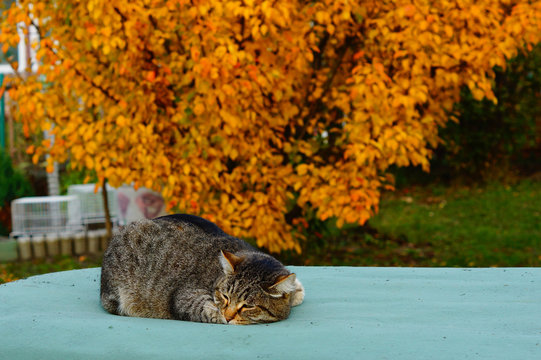 Кот и осень