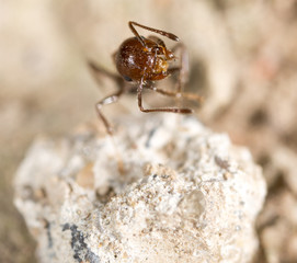 ant on the ground. macro