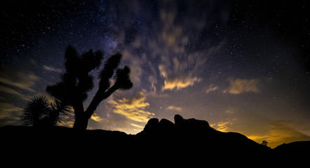 Silhouette of a tree in a desert after sunset