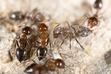 ant on the ground. macro