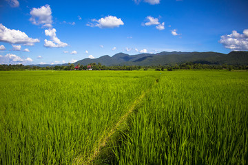 Fototapeta premium Rice field green grass blue sky landscape