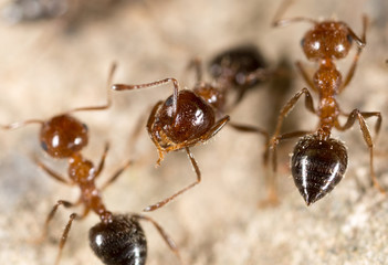 ant on the ground. macro