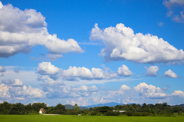 Rice field green grass blue sky landscape