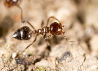 ant on the ground. macro