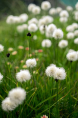 Field of cottongrass in the mountains