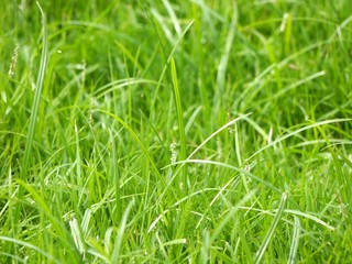 Meadow