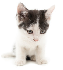 Fototapeta na wymiar little kitten on white background